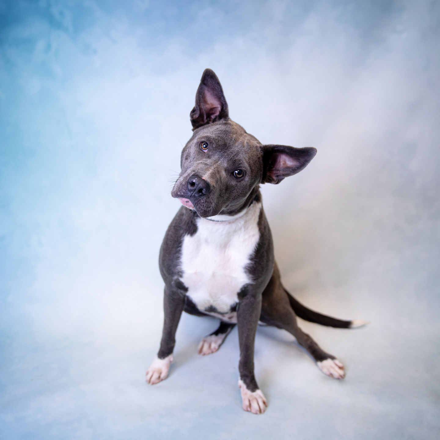 74489, SWEETNESS, F, 1